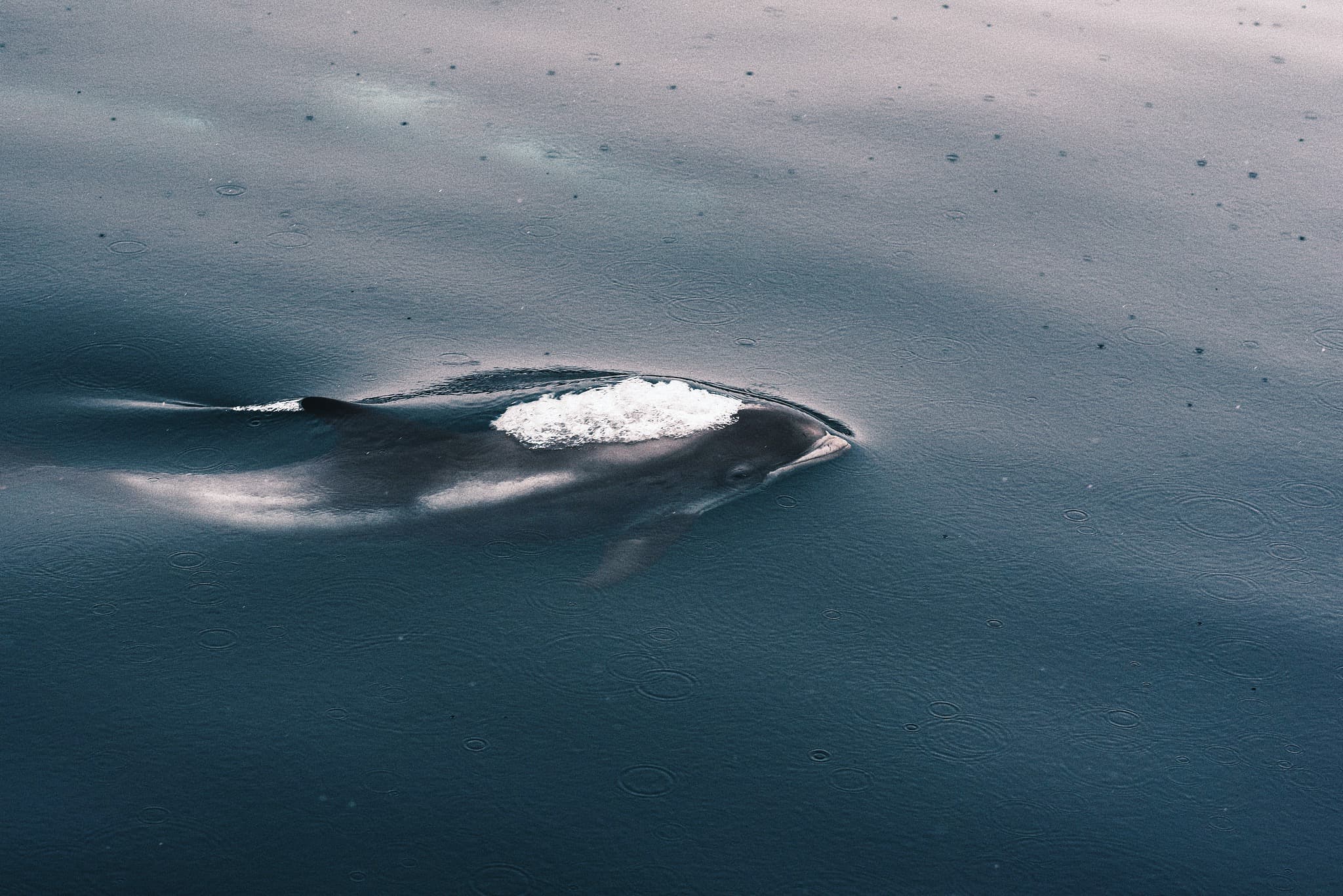 Dolphin in Lyngen Alps