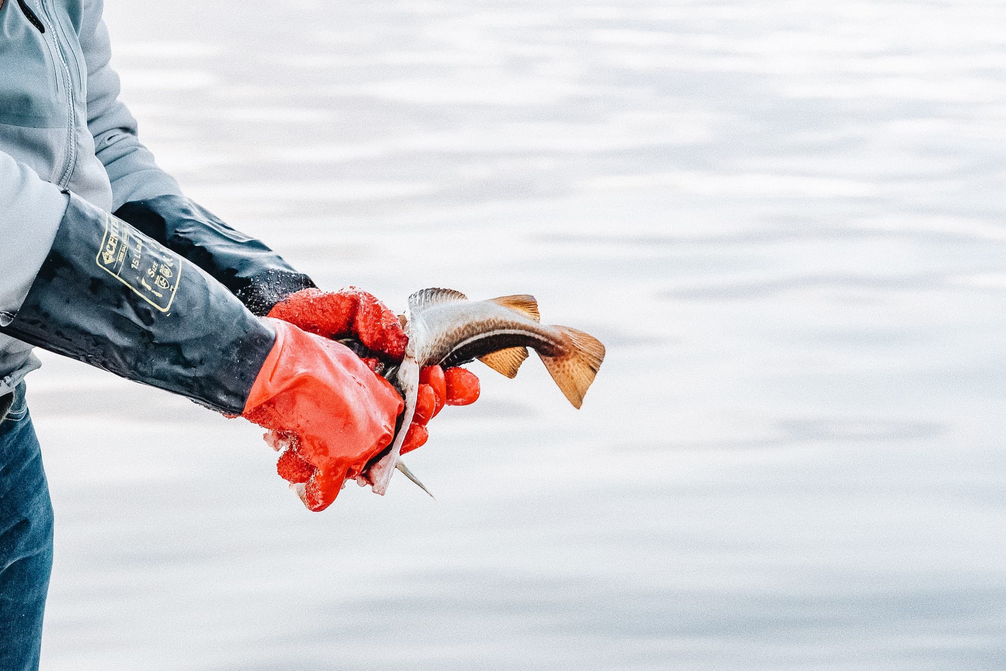 Fresh Fish Friends Lyngen Alps