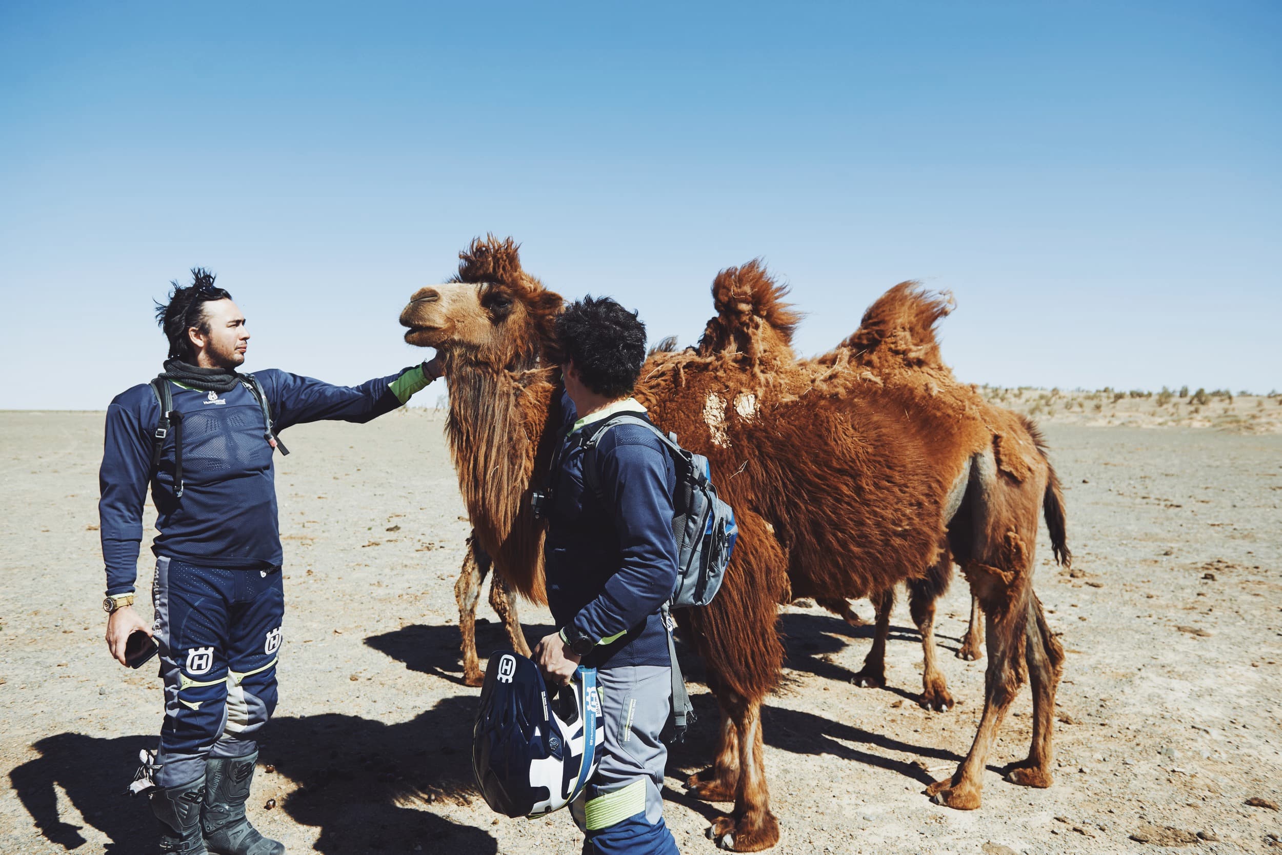 Camels in Mongolia